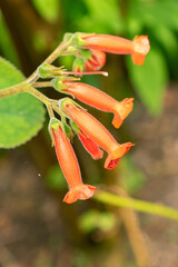 Sinningia Lineata plant in Zurich in Switzerland