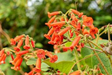 Sinningia Lineata plant in Zurich in Switzerland