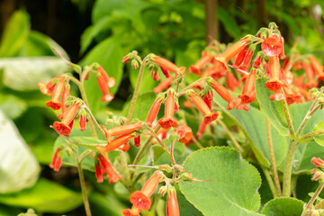 Sinningia Lineata plant in Zurich in Switzerland