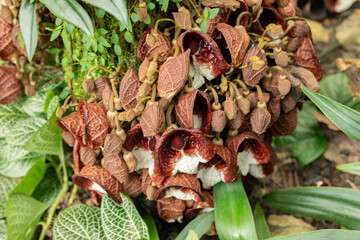 Aristolochia Arborea plant in Zurich in Switzerland
