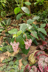 Fototapeta premium Medinilla Javanensis plant in Zurich in Switzerland