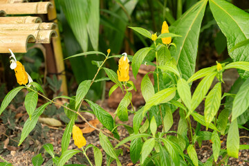 Golden shrimp plant or Pachystachys Lutea plant in Zurich in Switzerland