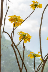 Uncarina Leandrii plant in Zurich in Switzerland