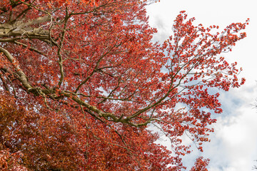 Common beech or Fagus Sylvatica tree in Zurich in Switzerland
