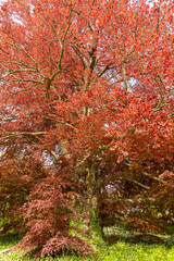 Common beech or Fagus Sylvatica tree in Zurich in Switzerland