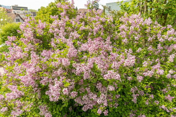 Syringa Meyeri plant in Zurich in Switzerland
