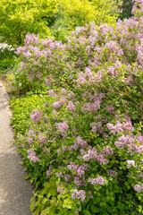 Syringa Meyeri plant in Zurich in Switzerland