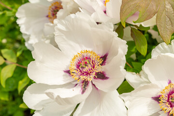 Rocks peony or Paeonia Rockii plant in Zurich in Switzerland