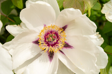 Rocks peony or Paeonia Rockii plant in Zurich in Switzerland