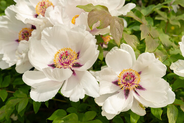 Rocks peony or Paeonia Rockii plant in Zurich in Switzerland