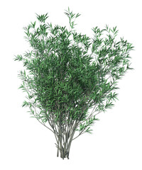 Siepe , barriera di foglie e rami, Albero con e senza foglie arancioni, verdi, gialle, rosse fondo trasparente e isolato