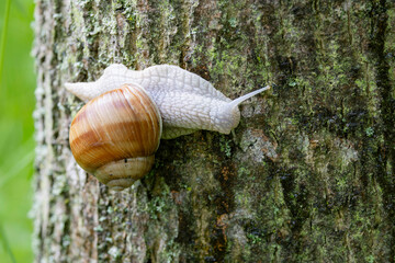 snail Helix pomatia on a rainy day in a French forest