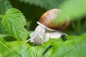 snail Helix pomatia on a rainy day in a French forest