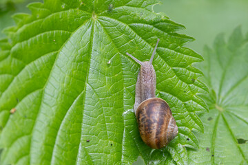 snail Helix pomatia on a rainy day in a French forest