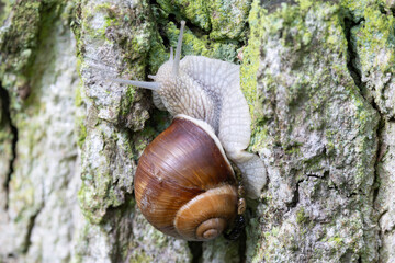 snail Helix pomatia on a rainy day in a French forest