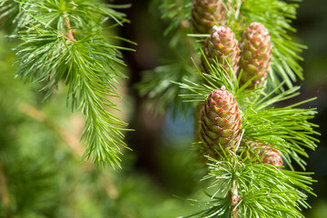 Larch branch with young cones.