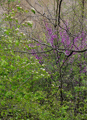 Fototapeta premium 712-03 Blackhaw and Redbud