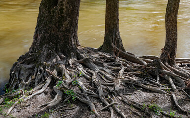 712-106 Roots and Water