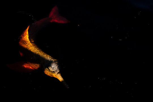 Fauna of the Negro River in Amazonia: The red river dolphin (Inia geoffrensis) is the largest freshwater dolphin in the world. It is a beautiful animal that enchants tourists in the Anavilhanas Nation