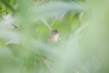 songbird Acrocephalus palustris Marsh Warbler perching on reed