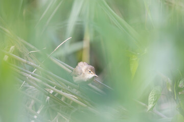 songbird Acrocephalus palustris Marsh Warbler perching on reed