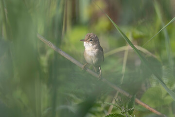 songbird Acrocephalus palustris Marsh Warbler perching on reed