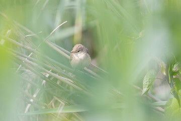 songbird Acrocephalus palustris Marsh Warbler perching on reed