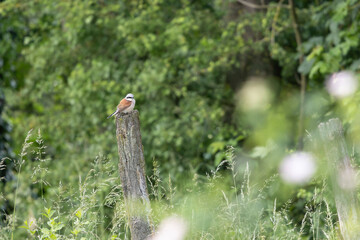 Bird Red-backed shrike Lanius collurio perching