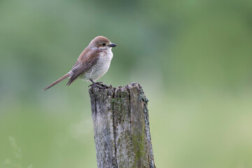 Bird Red-backed shrike Lanius collurio perching
