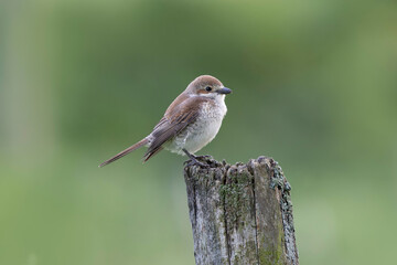 Bird Red-backed shrike Lanius collurio perching