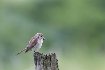 Bird Red-backed shrike Lanius collurio perching