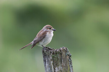 Bird Red-backed shrike Lanius collurio perching
