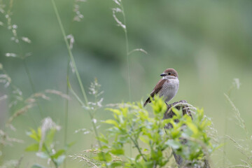 Bird Red-backed shrike Lanius collurio perching