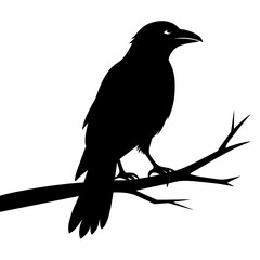  Crow setting on a branch vector silhouette illustration 