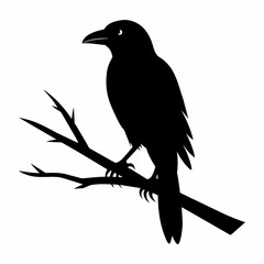  Crow setting on a branch vector silhouette illustration 