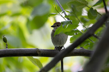 Bird Red-backed shrike Lanius collurio perching