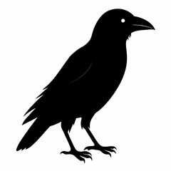  Crow setting on a branch vector silhouette illustration 