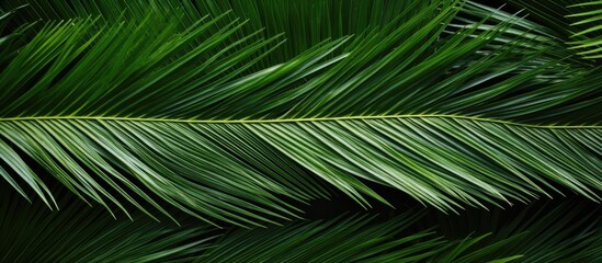 Isolated palm leaf on white background with clipping path for copy space image.