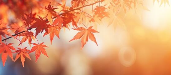 Maple leaves turn colorful in autumn against a blurry bokeh background, providing a beautiful copy space image.