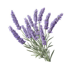 Naklejka premium A bunch of lavender flowers with green stems, isolated on a black background.