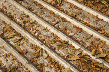 Dry leaves on the zinc roof texture background