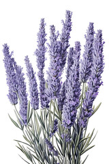 Naklejka premium A close-up of a bouquet of lavender flowers. The purple blooms are in focus, with the green stems blurred in the background.