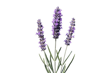 Naklejka premium A close-up of three lavender stalks with purple flowers and green leaves against a black background.