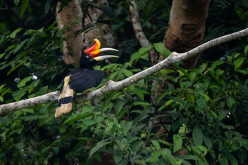 Rhinoceros Hornbill - Buceros rhinoceros, large beautiful iconic bird with colored beak from Southeast Asian tropical forests, Kinabatangan river, Borneo, Malaysia. 