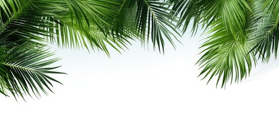 Abstract green nature background with tropical coconut leaves isolated on a white background, ideal for a copy space image.