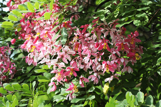 Pink Shower or Apple Blossom Tree (Cassia javanica)	