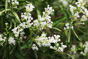Night blooming jasmine (Cestrum nocturnum)