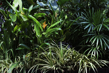Different species of houseplant growing in tropical garden
