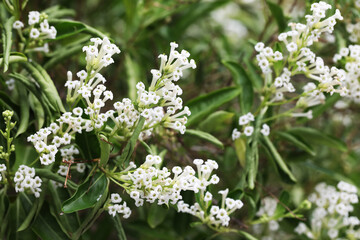 Night blooming jasmine (Cestrum nocturnum)