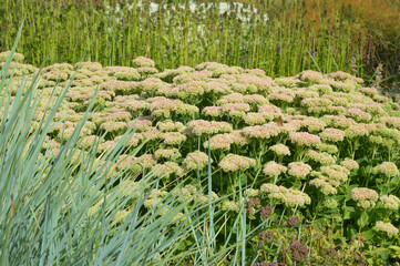 Flowerbed with prominent sedum.